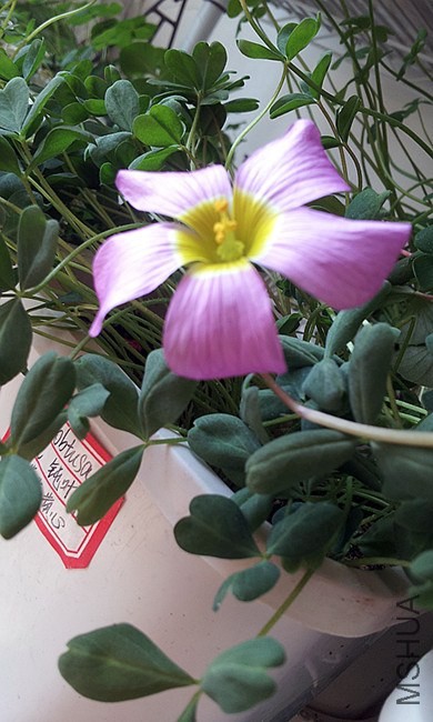 oxailis obtusa large form1.jpg