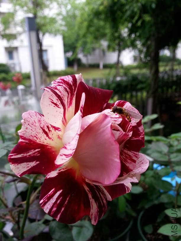 20140518_114335.jpg