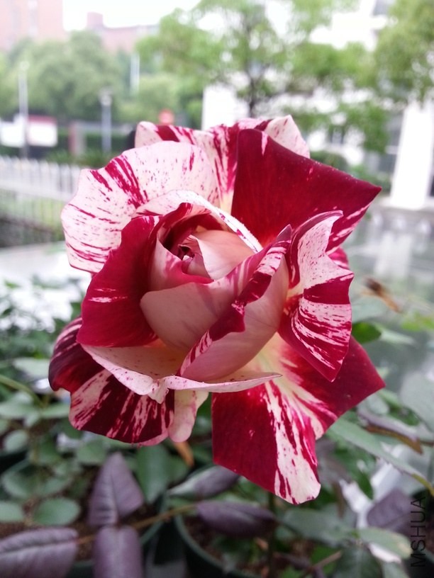 20140518_114350.jpg