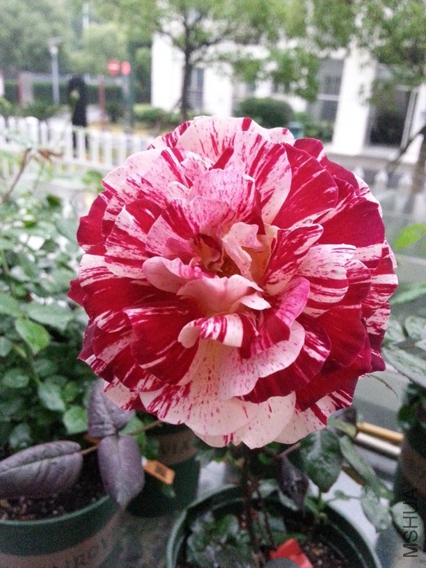 20140519_181922.jpg