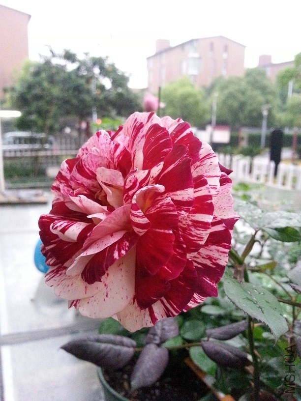 20140519_181947.jpg