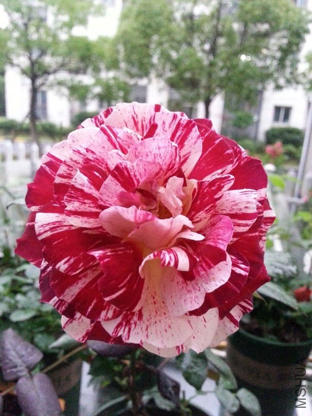 20140519_182001.jpg