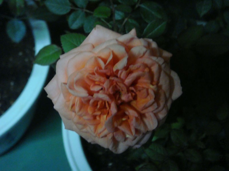 DSC02782.JPG