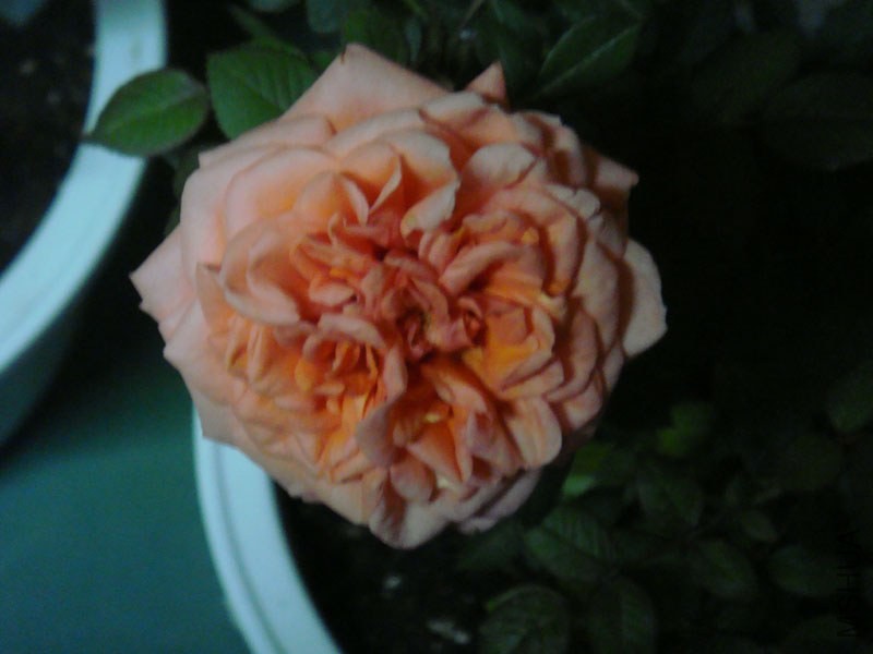 DSC02785.JPG