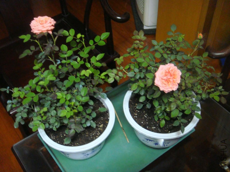 DSC02786.JPG
