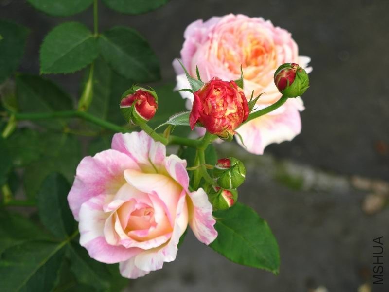 �����ݲ�10 001.JPG