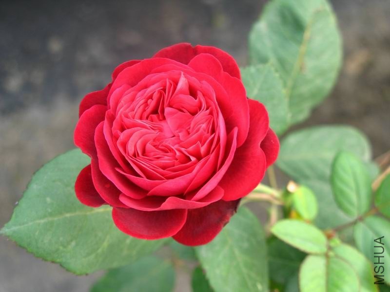 �����ݲ�10 003.JPG