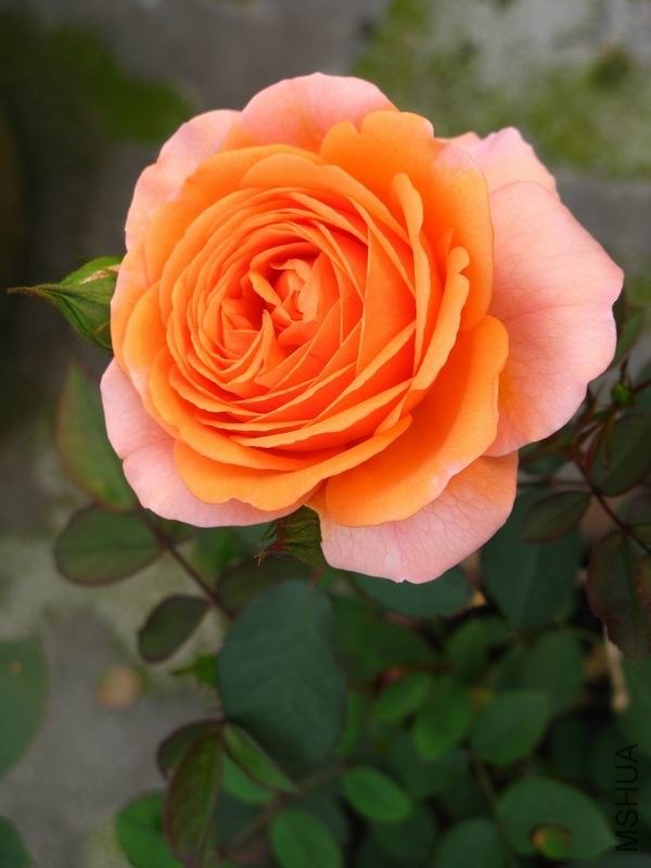 �����ݲ�10 007.JPG