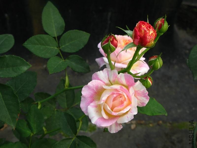 �����ݲ�10 008.JPG