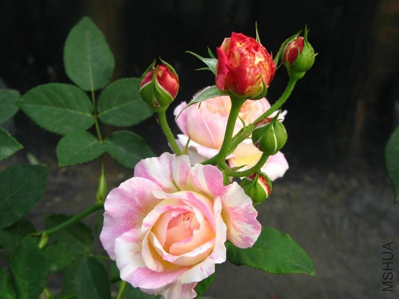 �����ݲ�10 009.JPG
