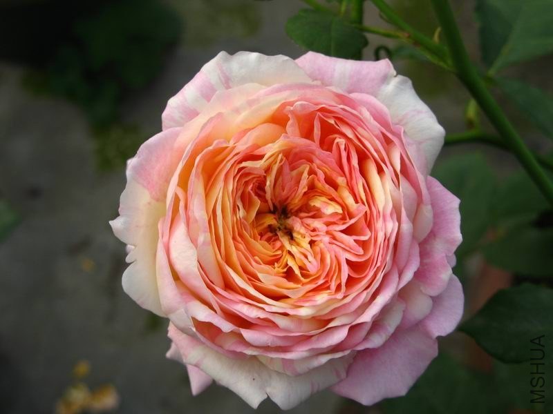 �����ݲ�10 011.JPG