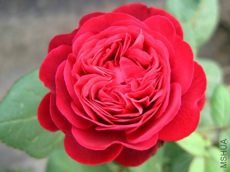 �����ݲ�10 012.JPG