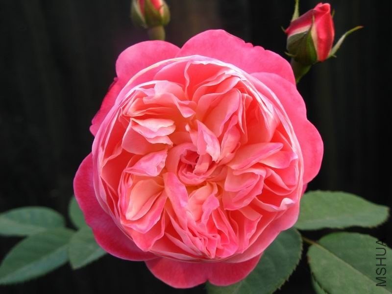 �����ݲ�10 013.JPG