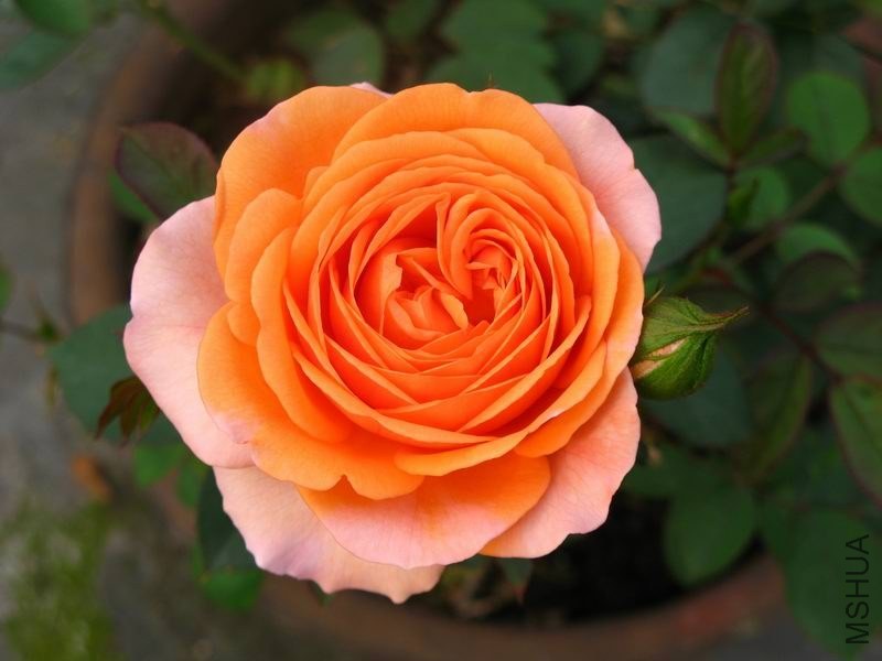 �����ݲ�10 014.JPG