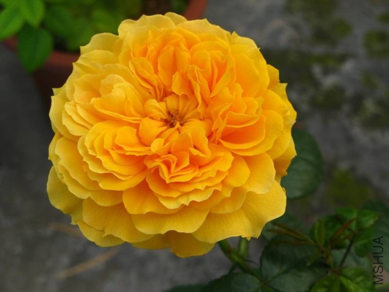 �����ݲ�10 015.JPG