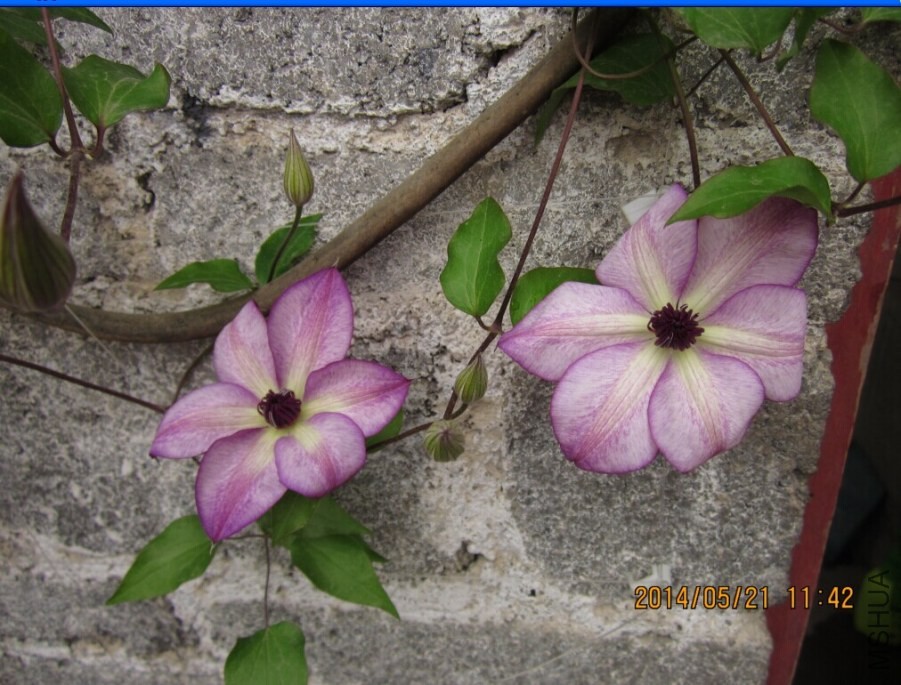 QQͼƬ20140521114806.jpg