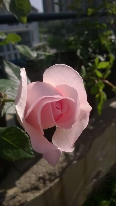 WP_20140520_006.jpg