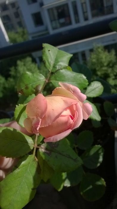 WP_20140520_008.jpg