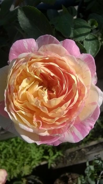 WP_20140520_004.jpg