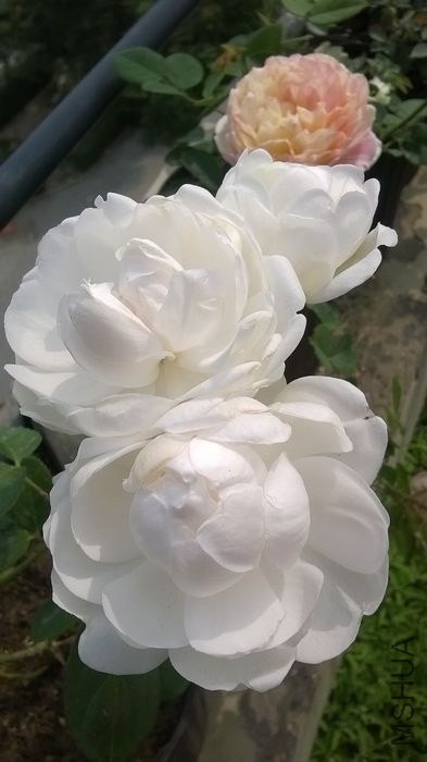 WP_20140521_007.jpg