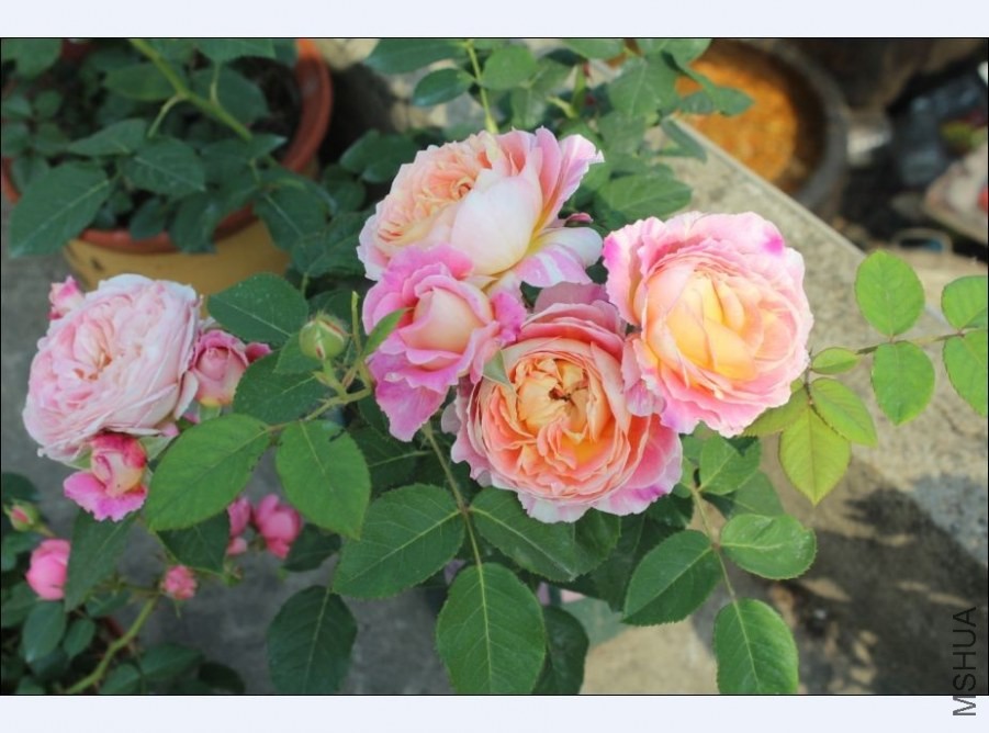 QQͼƬ20140521140411.jpg