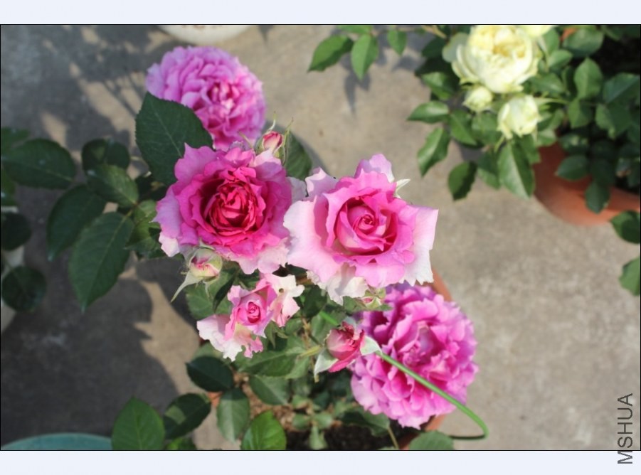 QQͼƬ20140521140403.jpg