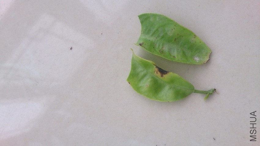 ��Ҷ�ϻ�������ڰ�