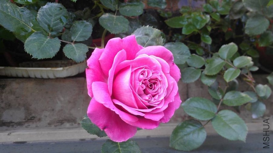 IMAG0738.jpg