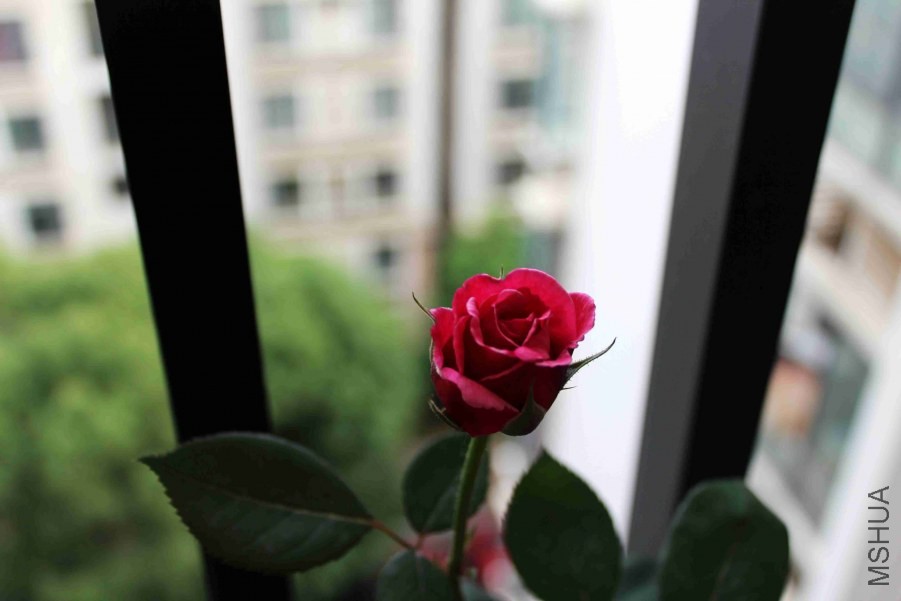IMG_7987.jpg