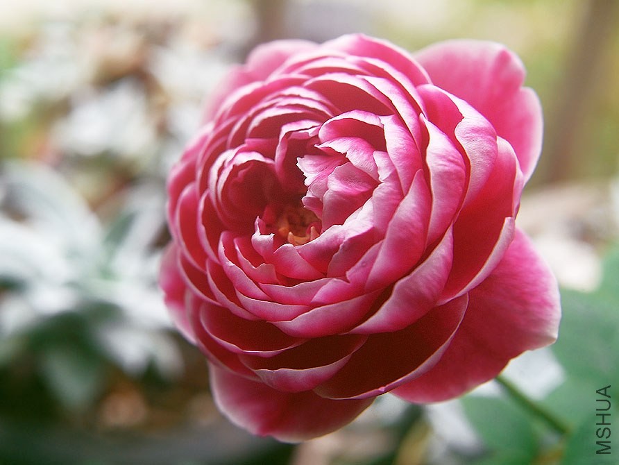 DSCF00771.jpg