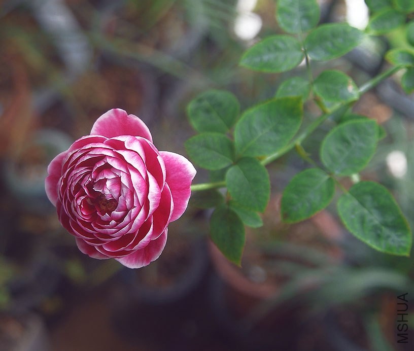 DSCF01251.jpg
