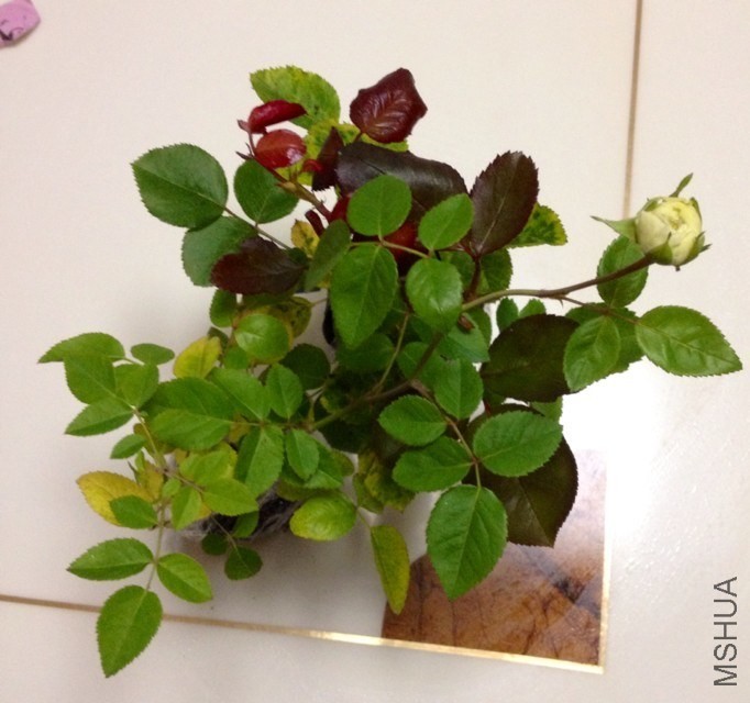 psb (271).jpg