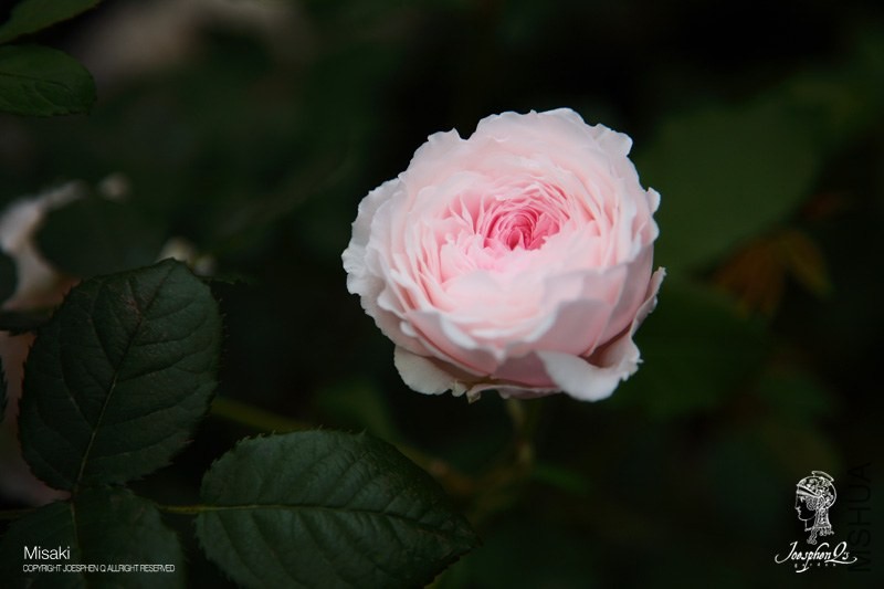 DPP_0002 ����.jpg