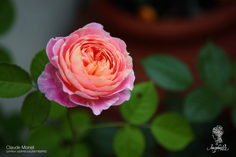 DPP_0005 ����.jpg