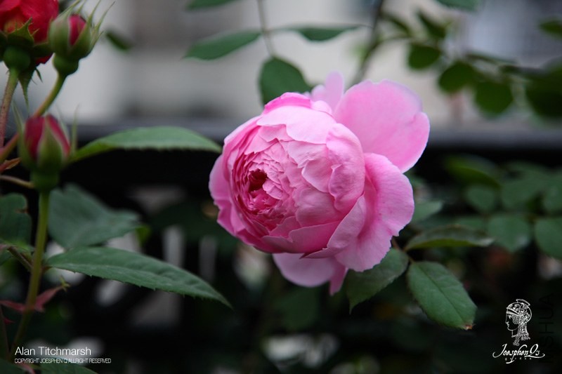 DPP_0003 ����.jpg