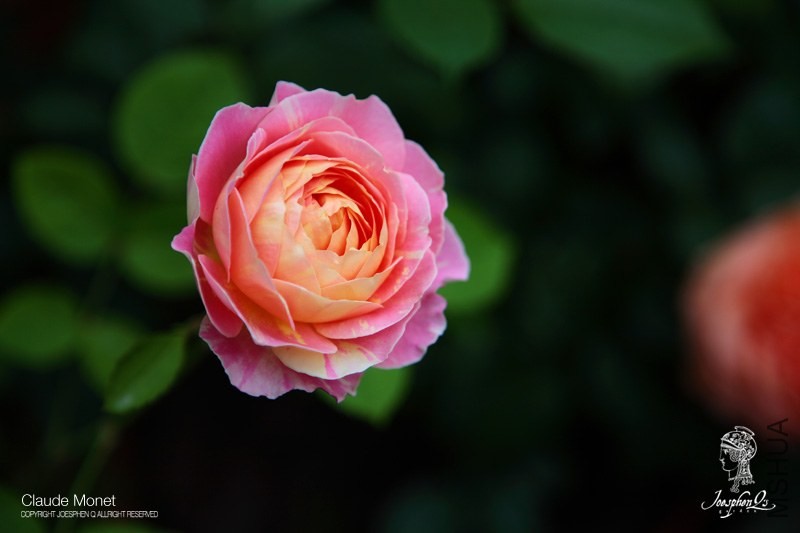 DPP_0006 ����.jpg