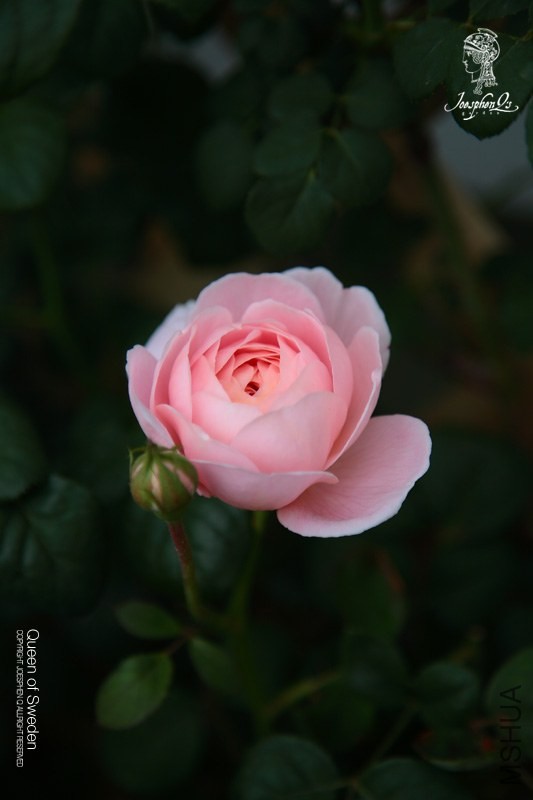 DPP_0009 ����.jpg