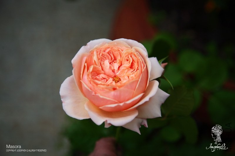 DPP_0015 ����.jpg