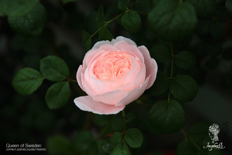 DPP_0011 ����.jpg