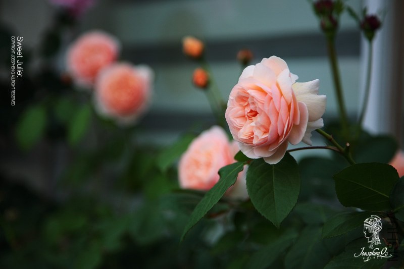 DPP_0018 ����.jpg