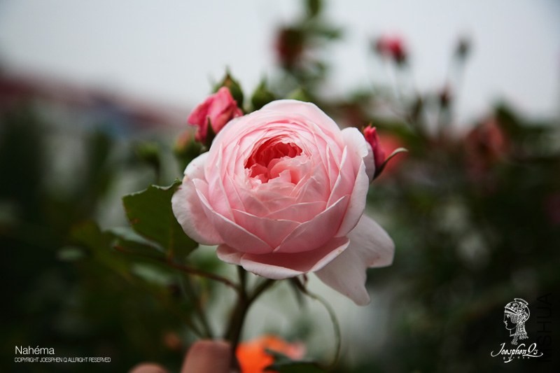 DPP_0016 ����.jpg