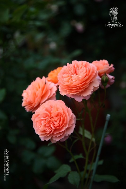 DPP_0017 ����.jpg