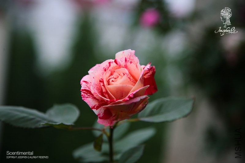 DPP_0021 ����.jpg