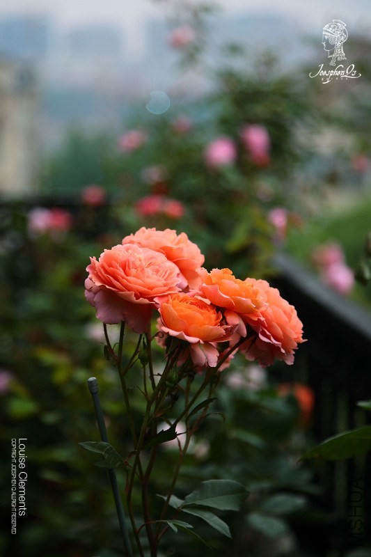 DPP_0022 ����.jpg