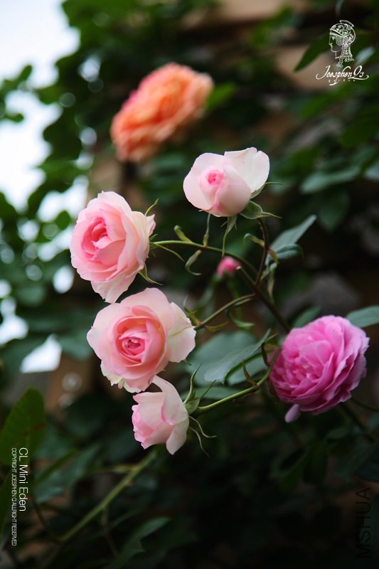 DPP_0025 ����.jpg