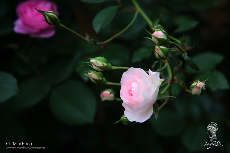 DPP_0026 ����.jpg