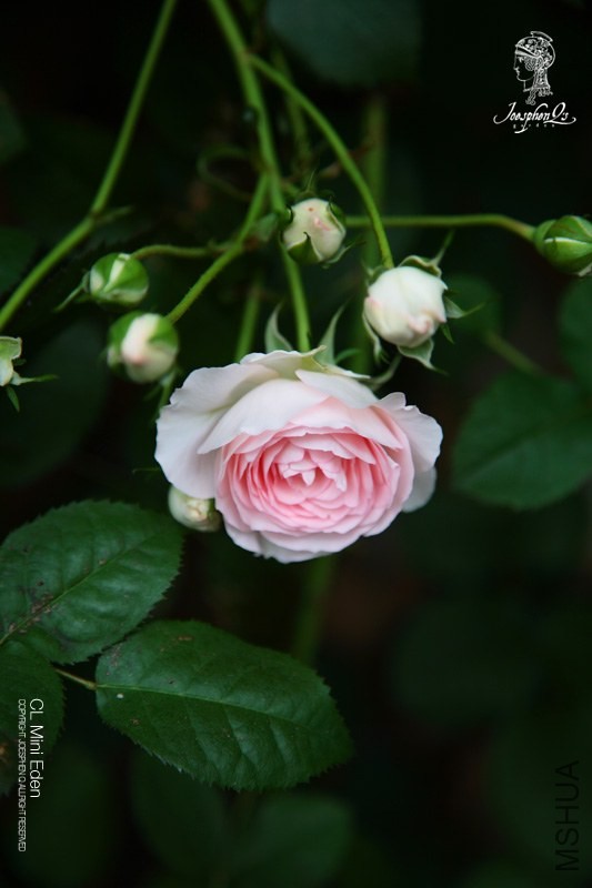 DPP_0027 ����.jpg