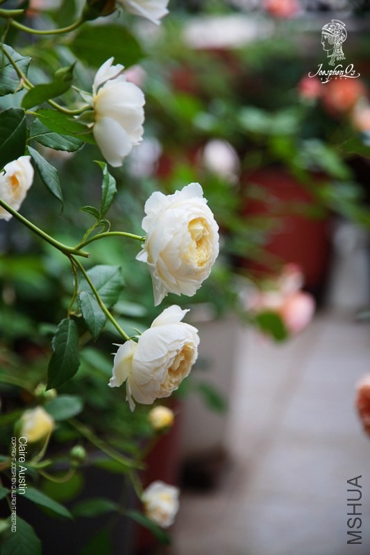 DPP_0028 ����.jpg