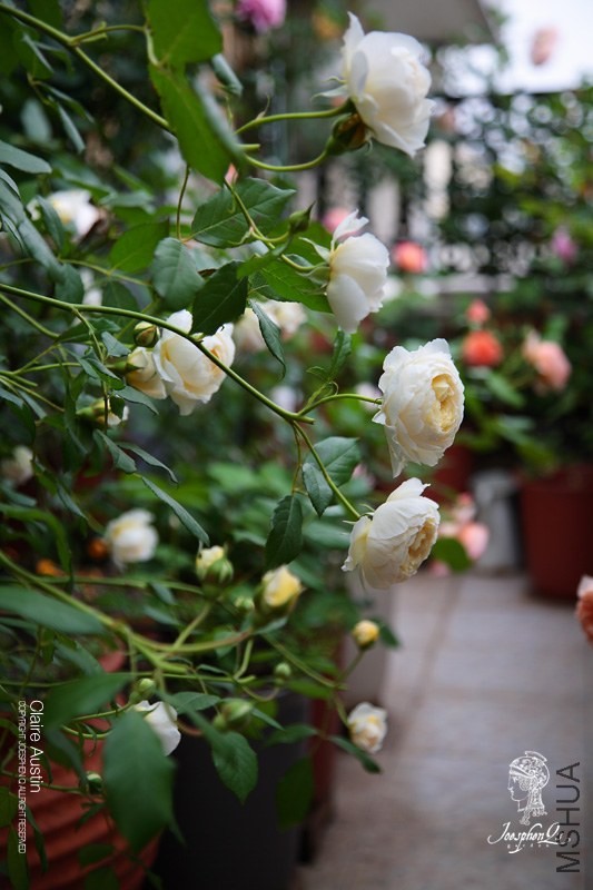 DPP_0030 ����.jpg