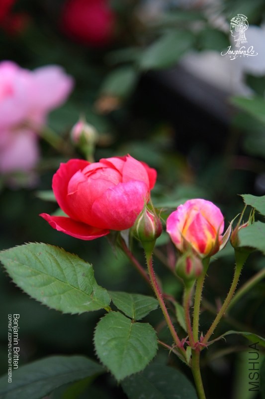 DPP_0032 ����.jpg